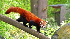 Kleiner Panda (10).jpg